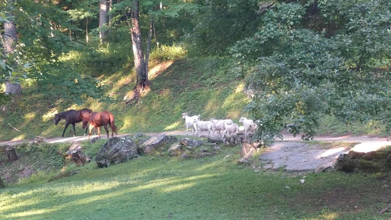 Arrowmont Stables & Cabins Cullowhee Luaran gambar